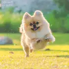 كلب برومينان للبيع