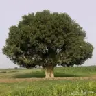بذور الضبر الكيلو 300
