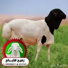 بربري مرابي ..جذعان مرابي طيبه تاصلك لبيتك