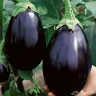 باذنجان فاخر