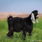ذبيحتك لبيتك من مزارع أغنام الخير