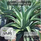 صبار الجاف