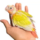 مطلوب فرخ كنيور ( انثى ) من عمر 4 الى 6 شهور