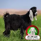 رميح للذبائح .. نحرص علي اجود انواع الذبايح