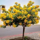 اشجار الاكاسيا جولكا الصفراء