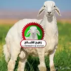 رميح للذبايح .. نحرص على أجود انواع الذبايح