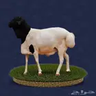 بربري للبيع بالجمله