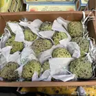 فاكهة القشطه