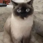 قطتين لتبني مع شهايد التطعيم واغراضهم اغراضهم ب 200