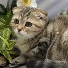 قطه سوكتش فولد