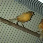 كناري منتجه