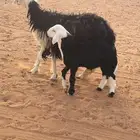 نجديه متبع