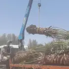 تعديل النخيل وقص الاشجار وتنسيق الحدائق