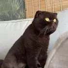 ذكر شوكلت للتزاوج