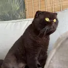 سكوتش فلود سينمون للتزاوج