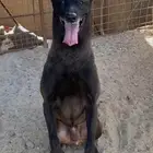 بسم الله ماشاء الله اقوى الذكور المالينو في العالم