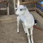 جفره بيشيه و حريه متبع2 رخال الاعمار 10 ايام