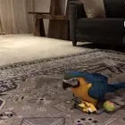 فرخ مكاو غر
