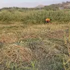 قصب اخضر من ريالين حزم كفو