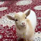 ماعز القزم بيور لعوب