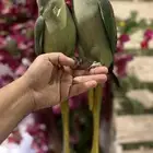 زوج دره نيبالي