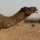 جمل ساحلي