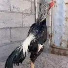ديك شامو باباني