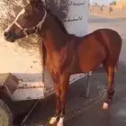 فرس معها مهره