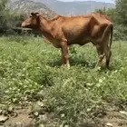 بقره تحتها حسيله