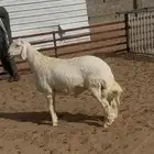 النبوان غرب الدوادمي مزرعة راكان العطاوي