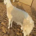 فحل حري كفو جدا ارتفاع وشعره مشروط أمراض سنه ثني