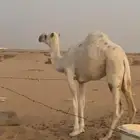 بكره مفروده بنت لقحه للبيع