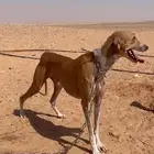 سلقه للبدل