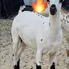 للبيع جذعه عمانية بي جنوبي العمر 8الى9