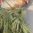 نخله غير مثمره للزينة بطول 4 امتار