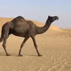 حايل للبيع