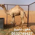 قعود للبيع