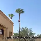 تنضيف وقص السعف (الجريد)النخل اليابس طلع نخل حتا 15م