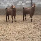 تيوس فحول