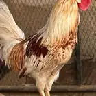 الوان جميلة دجاج بلدي ديك ودجاجة مع بيض