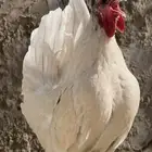 دجاج حباحب للبيع على السوم