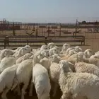 رخال جذعات طيبه