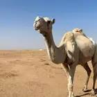 للبيع اللقحه