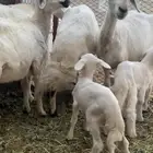 غنم وليد ريم وحده توها والد وريامها خفيف شرط من كل شي