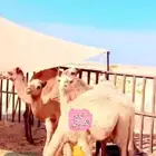 برنو 94