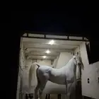 حصان واهو