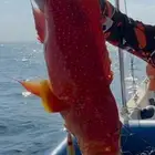 رحلات بحرية بياضة صيد