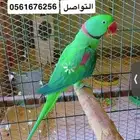 دكور نيبالي