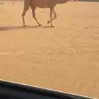 للبيع القحه