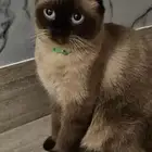 سكوتش فولد انا مجرد معلن فقط
